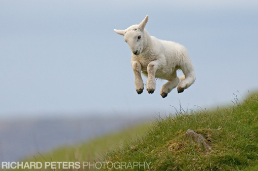 rp spring lamb