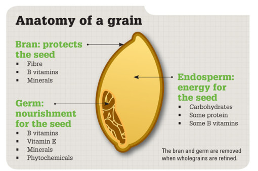whole grain anatomy